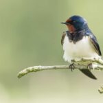 descubre-el-fascinante-significado-de-la-golondrina-en-la-cultura-popular