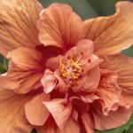 descubre-el-significado-detras-de-la-rosa-de-saron-guia-completa