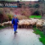 ovejas-que-escuchan-el-poder-de-la-voz-en-la-crianza-de-animales